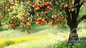 500 متر زمین معاوضه با آپارتمان