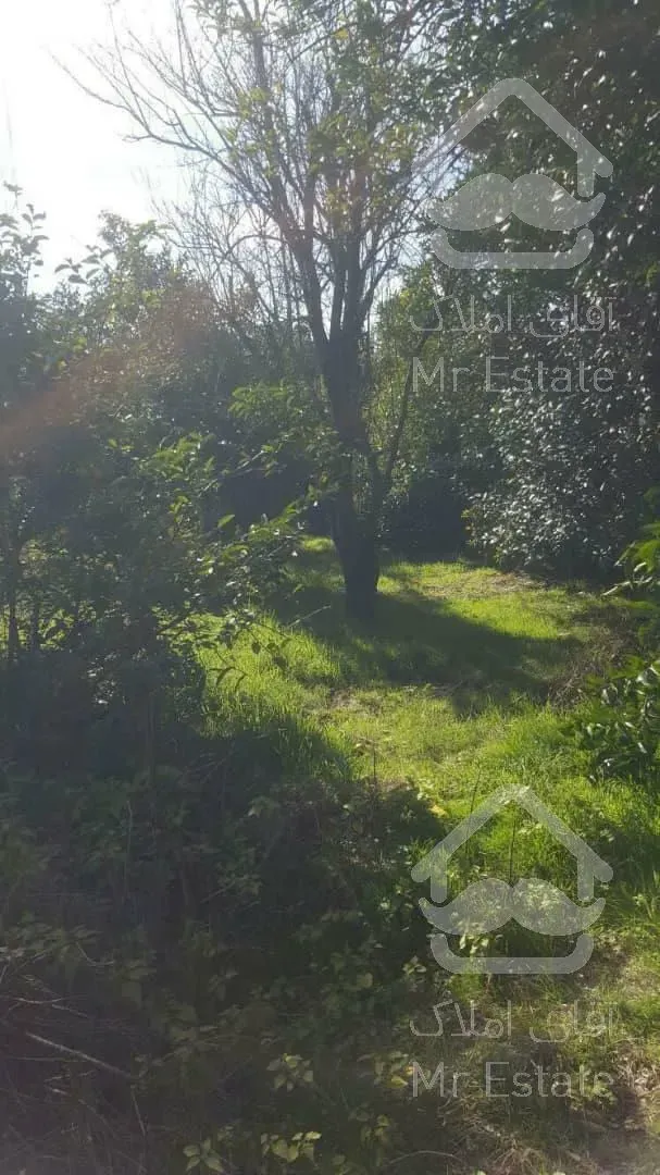 فروش فوری ۸۵۰مترباغ مرکبات