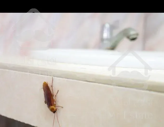 سمپاشی تضمینی سم پاشی سوسک کنه موش ساس موریانه