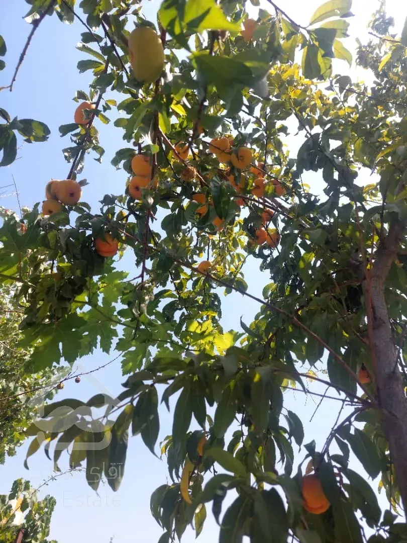 کردان جنوبی رامجین ۵۱۷ متر