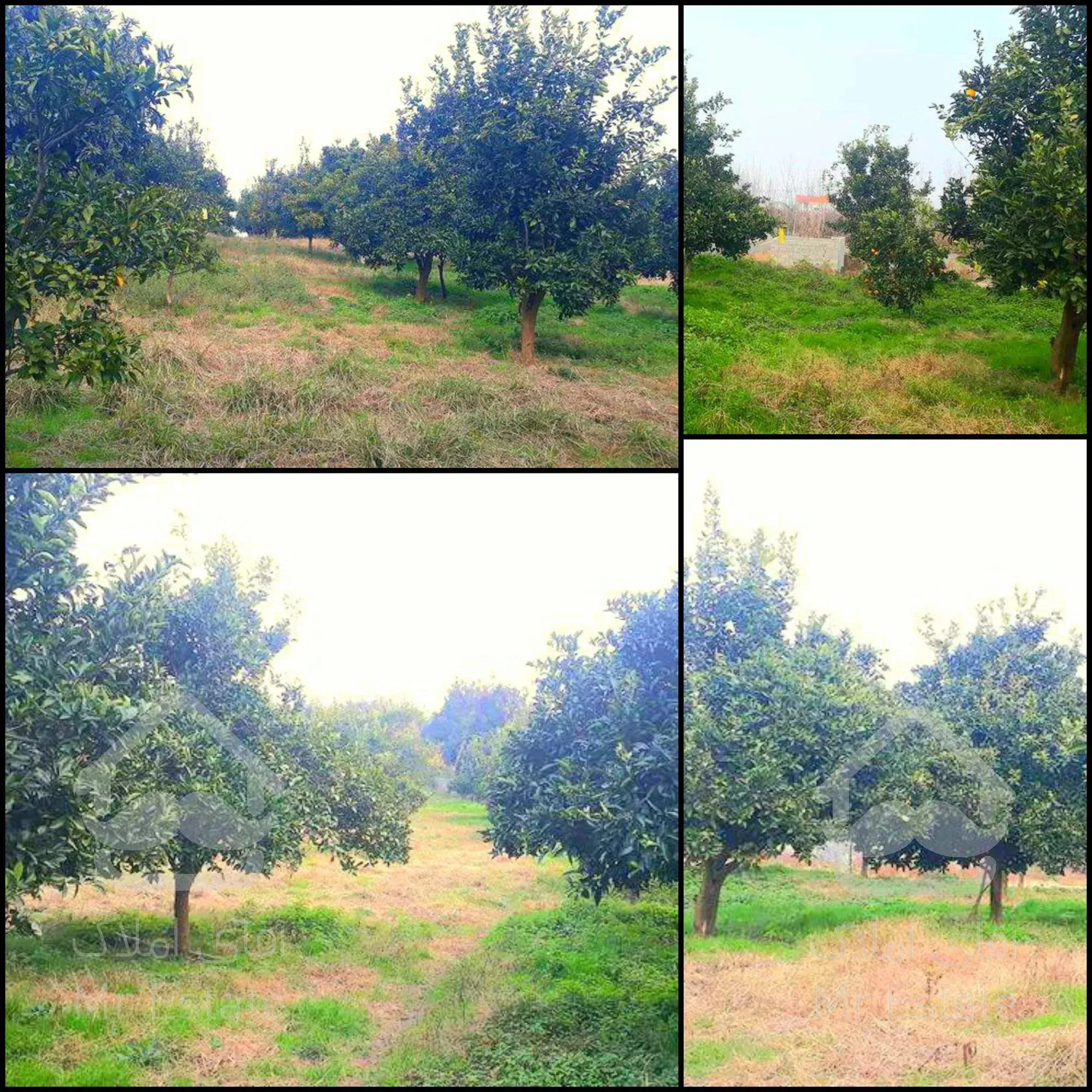 باغ مرکبات مناسب برای ویلا باغ