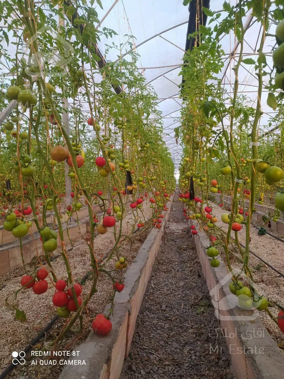 مجموعه کشاورزی  شامل گلخانه . سالن پرورش ماهی . دامداری...