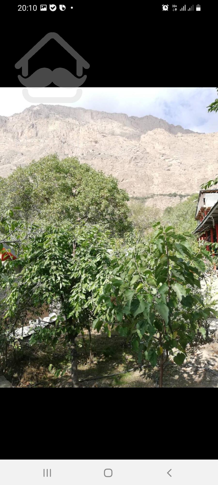 باغ گردو در روستای امیری آمل
