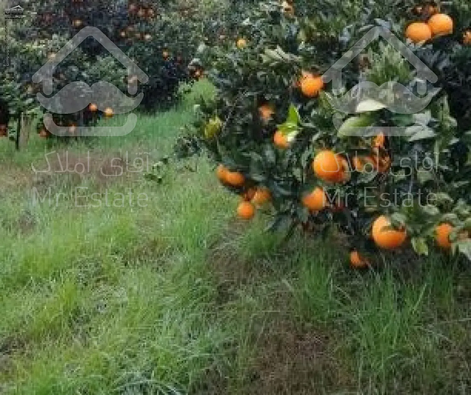 خرید باغ مرکبات ۲۴۰۰۰ متری در ساری