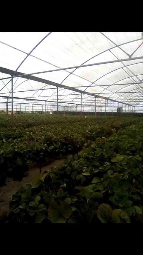 گلخانه فعال با محصول توت فرنگی سالانه ۵۰ تن ودرامد سالانه ۵۰۰میلیون