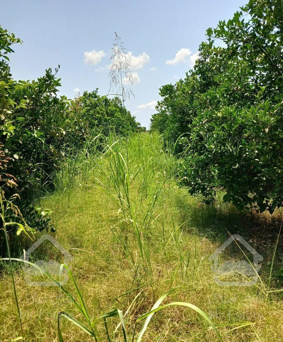 ویلا باغ ۴۰۰۰متر در اطراف بابل