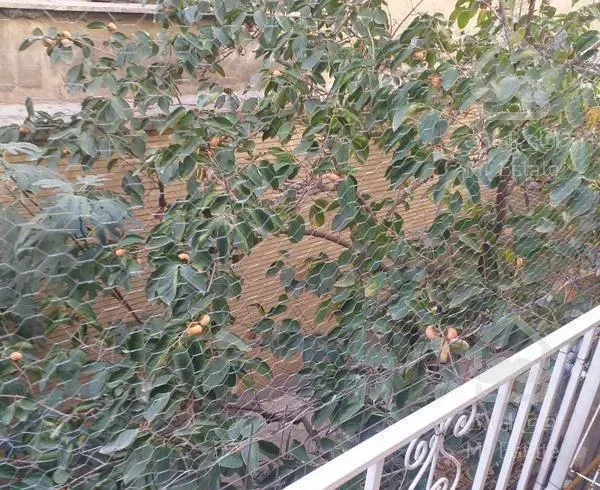 متراژ هشتاد متر سیزده متر بالکن دارد