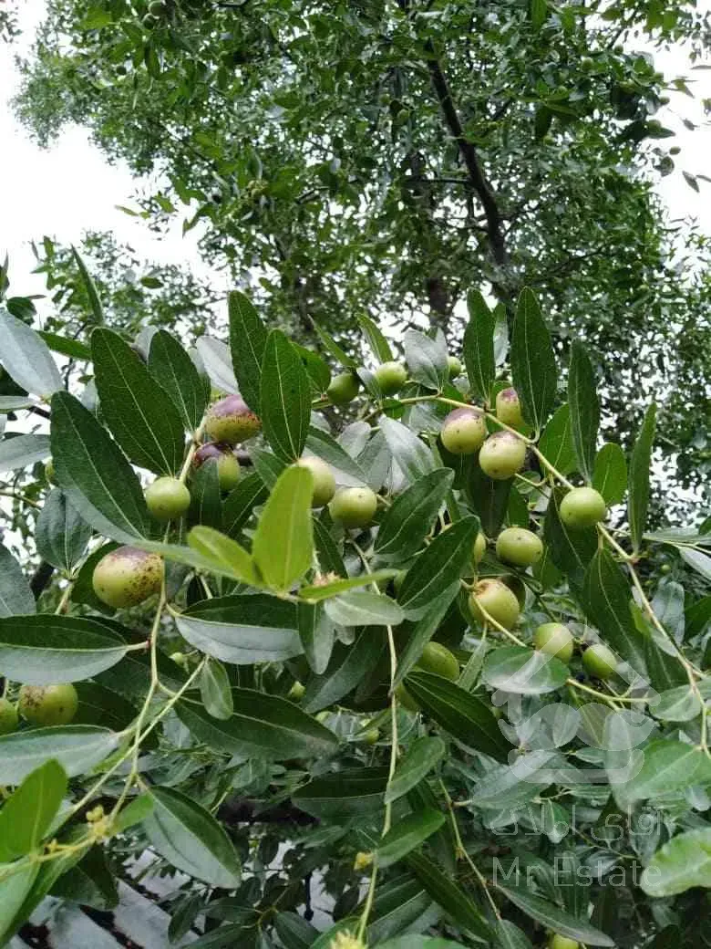 فروش اوکازیون باغ با همه امکانات برق . آب . گاز شهری . تلفن . در منطقه ای فوق العاده آرام 