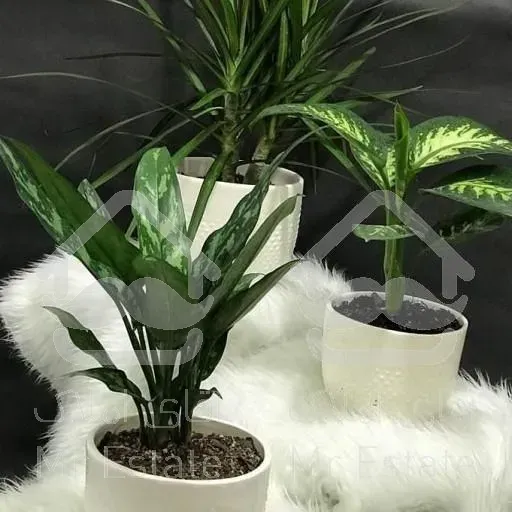 آگلونما بلک