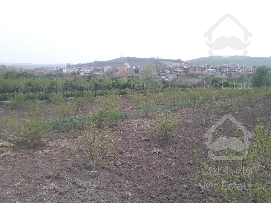 باغ درخت شلیل