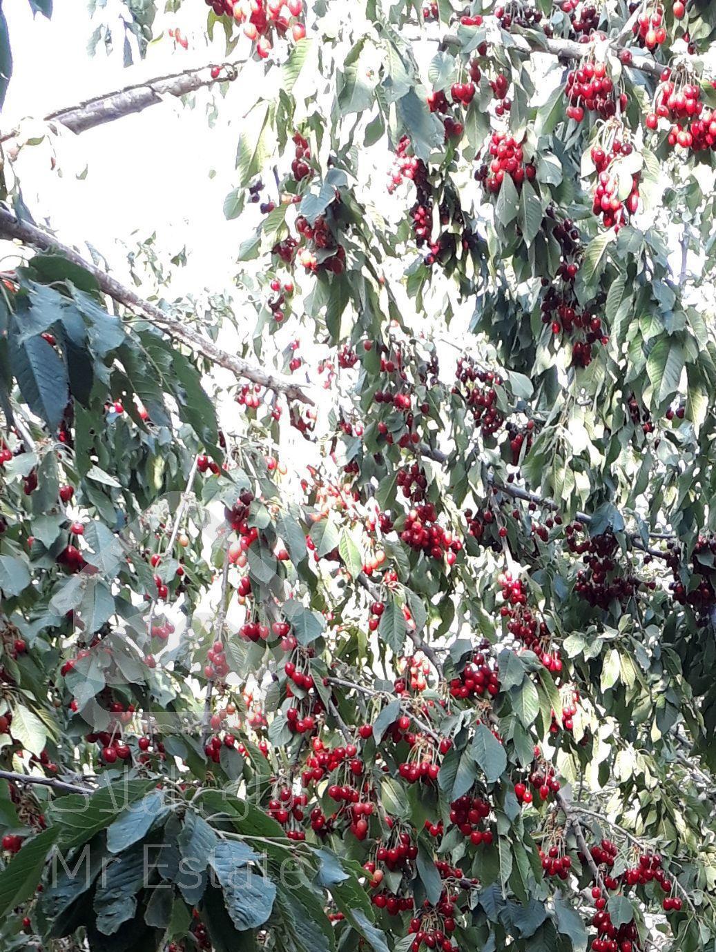 ۱۰۶۰متر باغ لواسان بزرگ روستای ایرا