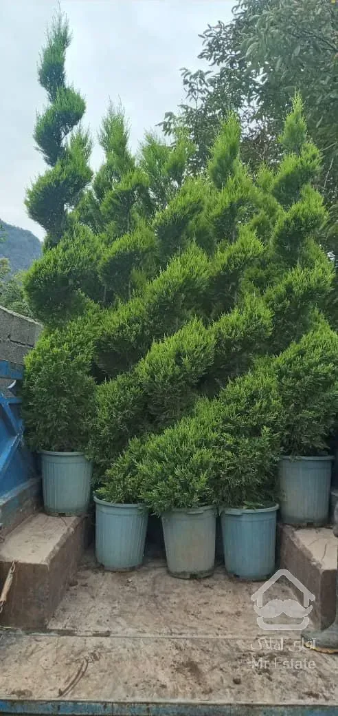نهال،گل وگیاه،نهالستان،درختچه های تزئینی، فضای سبز، باغبانی