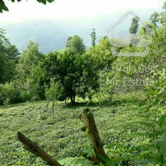 باغ با درخت میوه،با موقعیت آب و‌هوایی بسیار عالی