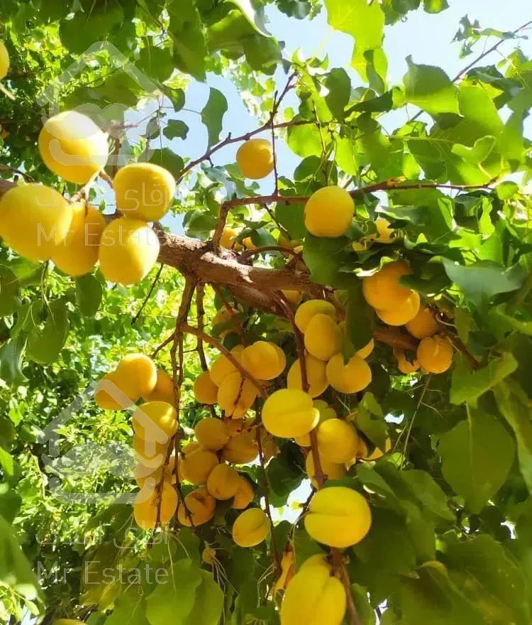 ۵۰۰ متر باغ ویلا  فوق