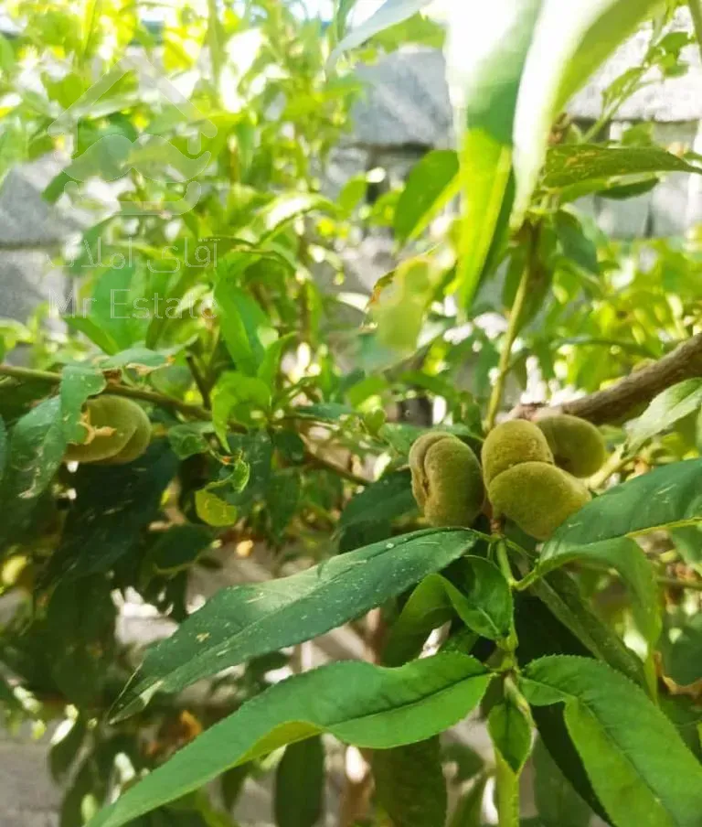 ویلا باغ ۷۵۰ متر دو خوابه