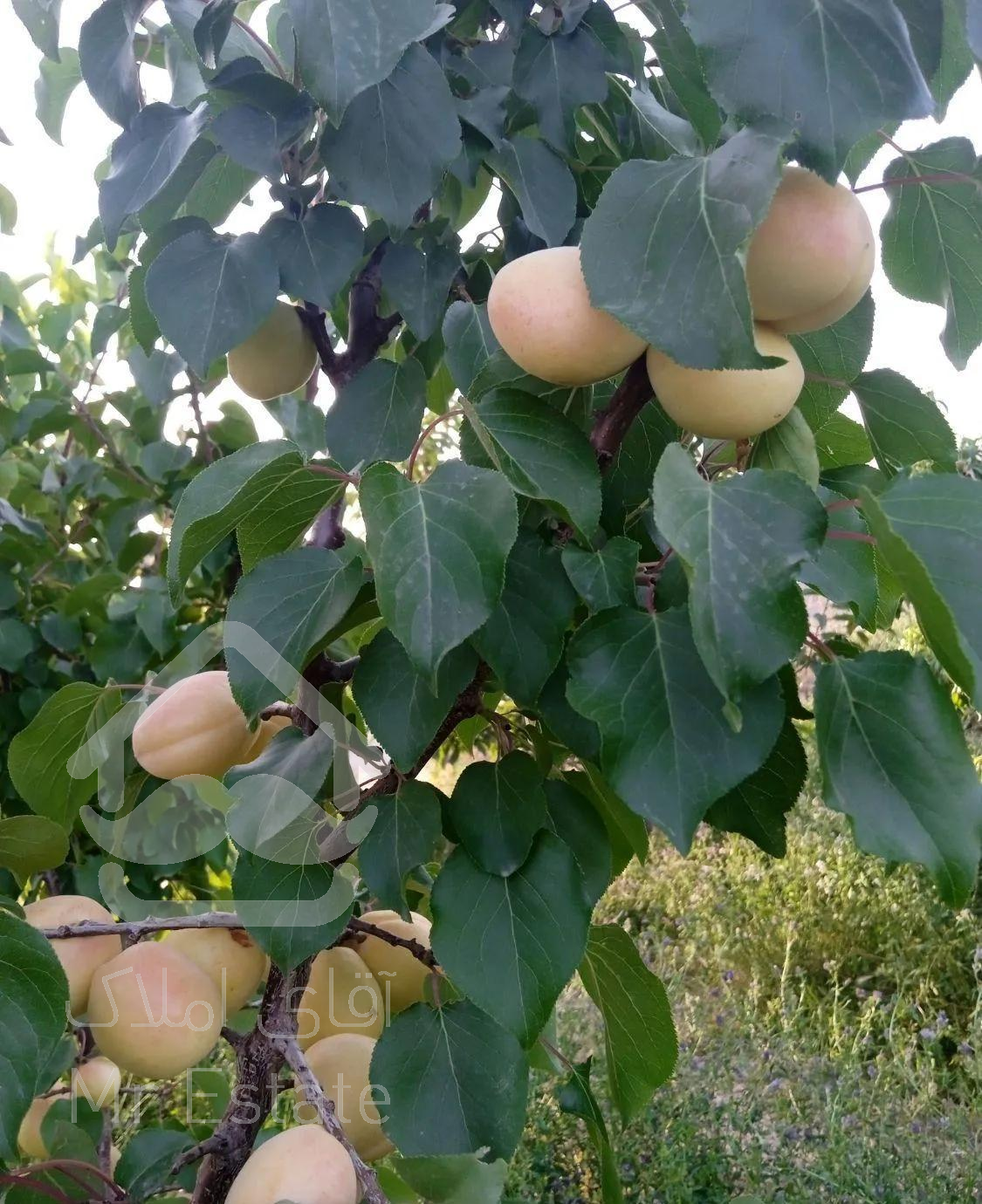 ویلا باغ ۱۰۰۰متر شبستر علی بیگلو