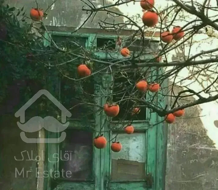 58 متری زنبق شرقی عظیمیه