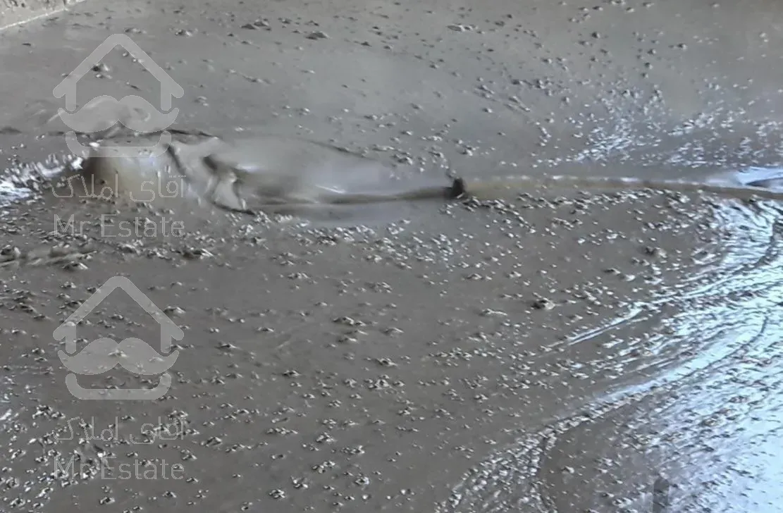 فوم بتن پارس