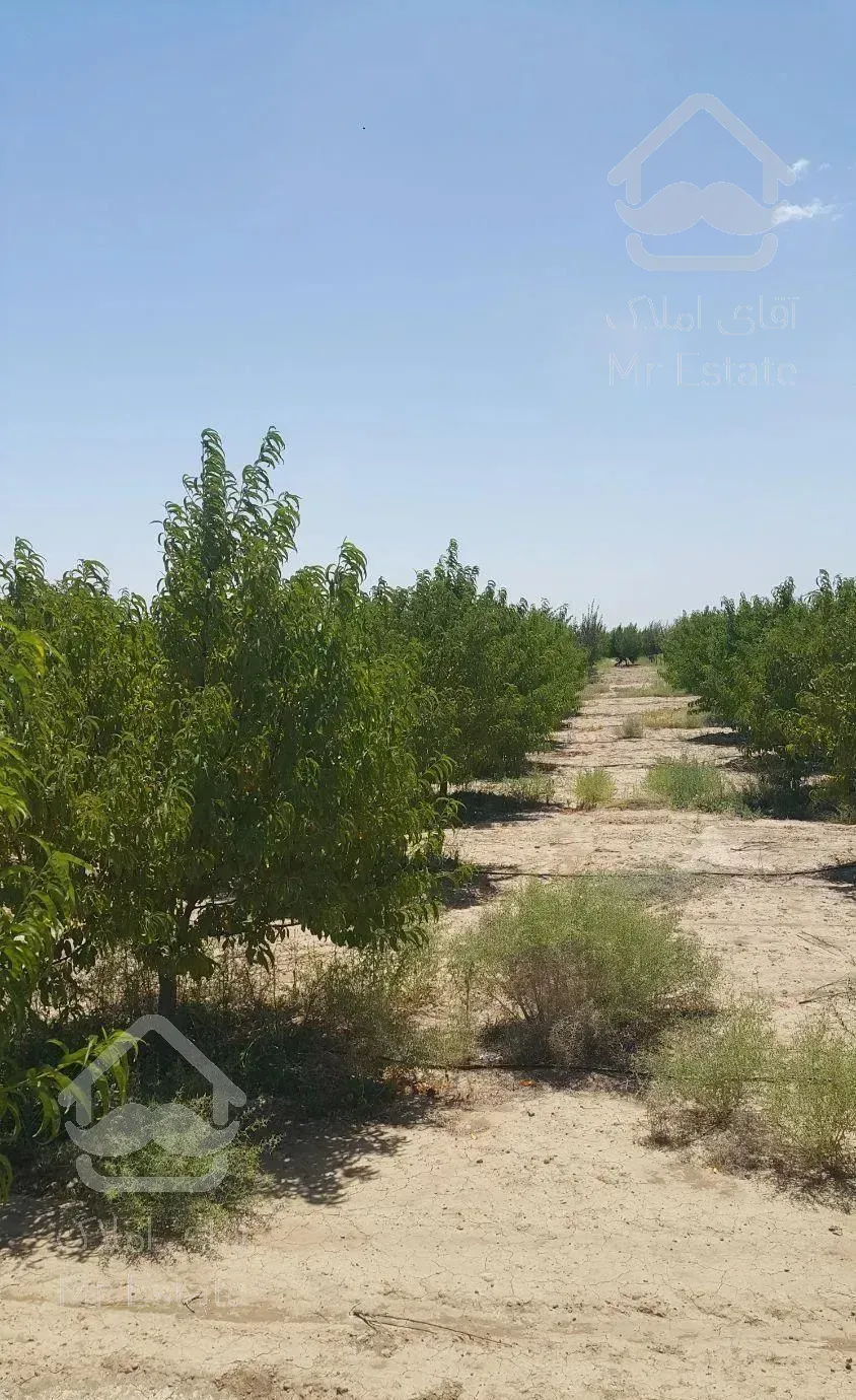 ۳۹۰۰ متر باغ گوارشک