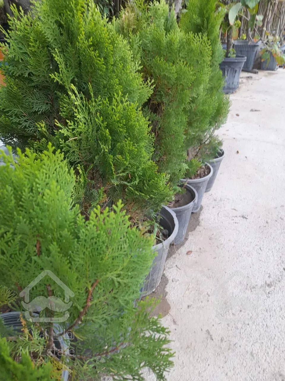 نهال درخت درختچه فروشی گلدانی میوه گلهای خانگی گیاهان آپارتمانی خدمات سرویس گل وگیاه غیرمیوه مثمر غیرمثمر