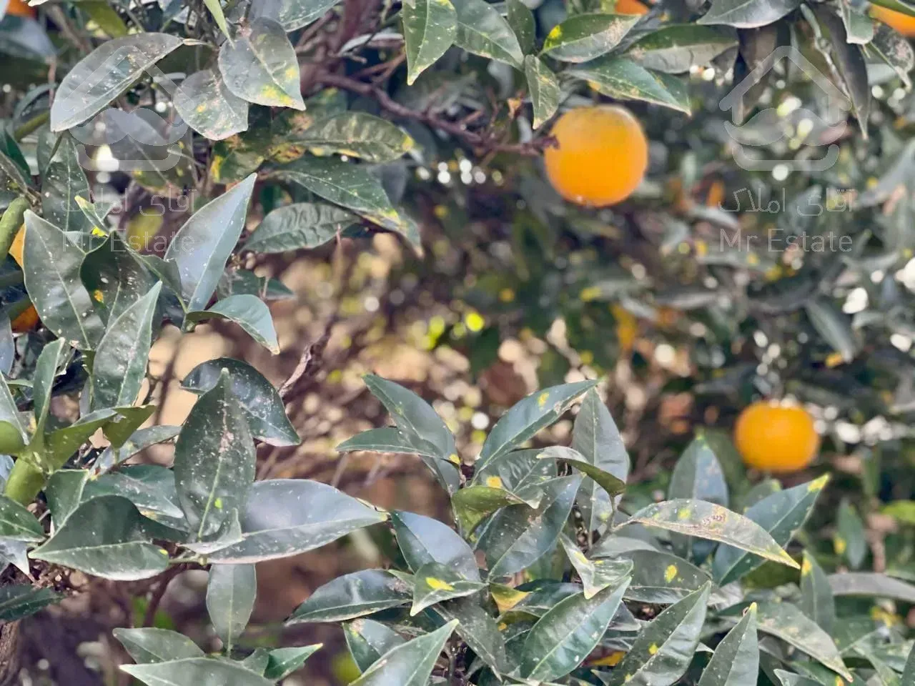 فرووش فووری ویلا باغ در منطقه ی خوش نشین و برند ۳۱۰ متری در آمل