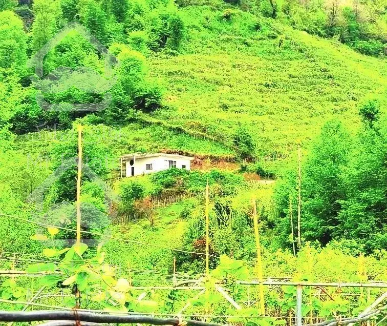 اجاره ویلا باغ روزانه دربستی با ویو