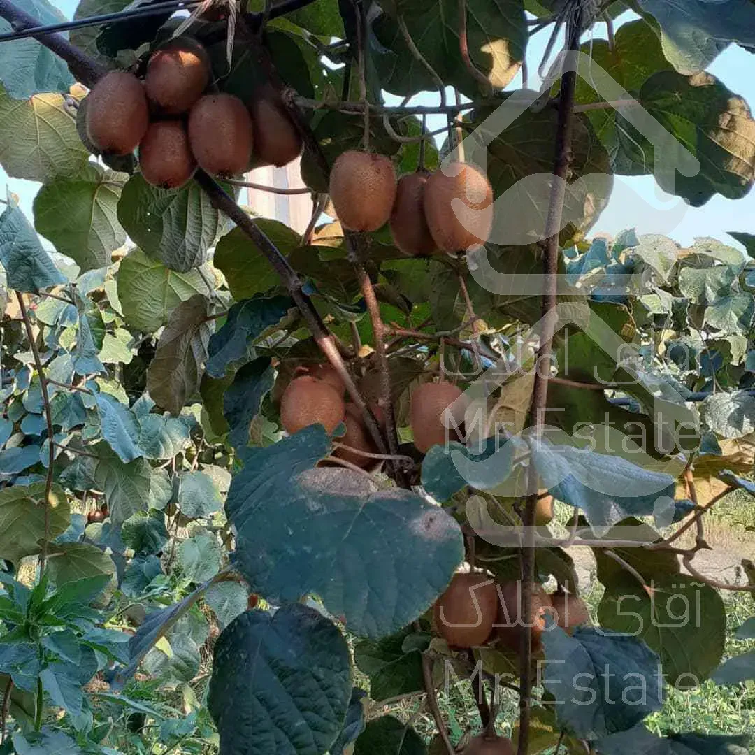 باغ کیوی سند دار پرمحصول