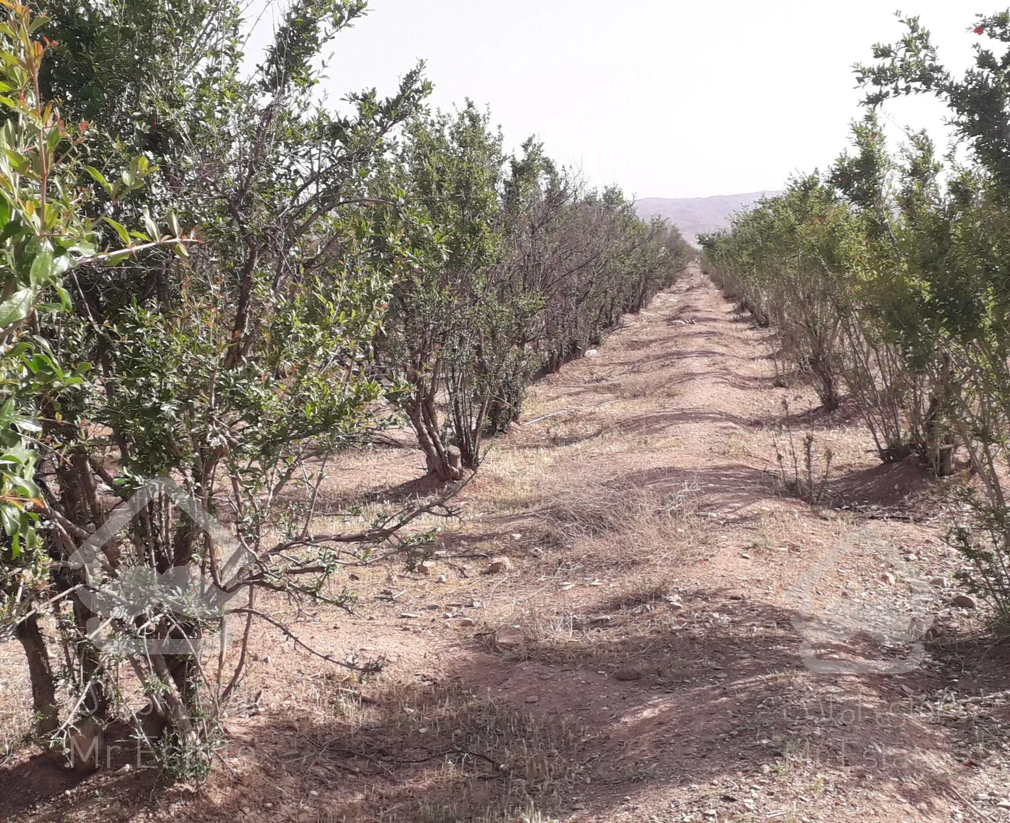 زمین کشاورزی و باغ