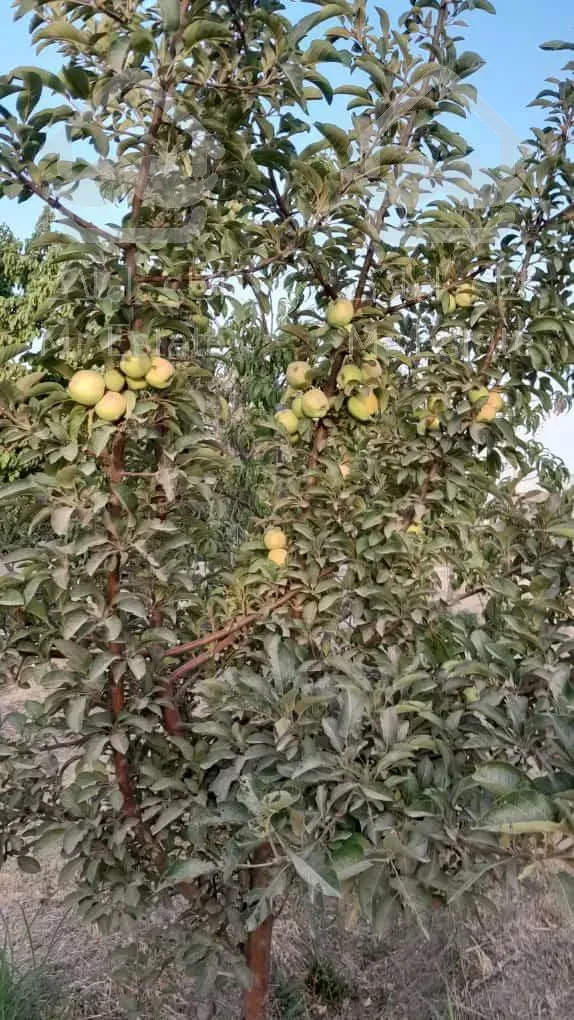 زمین باغی-هشتگرد-روستای انبار تپه