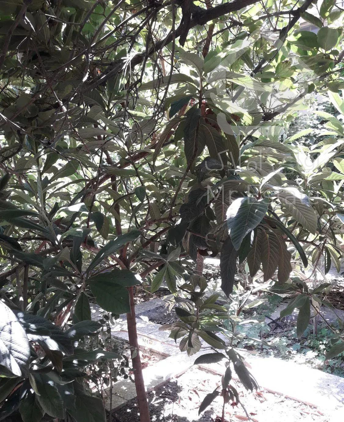 ۱۶۵ متر قدیمی حیاط دار سنایی میدان شعاع