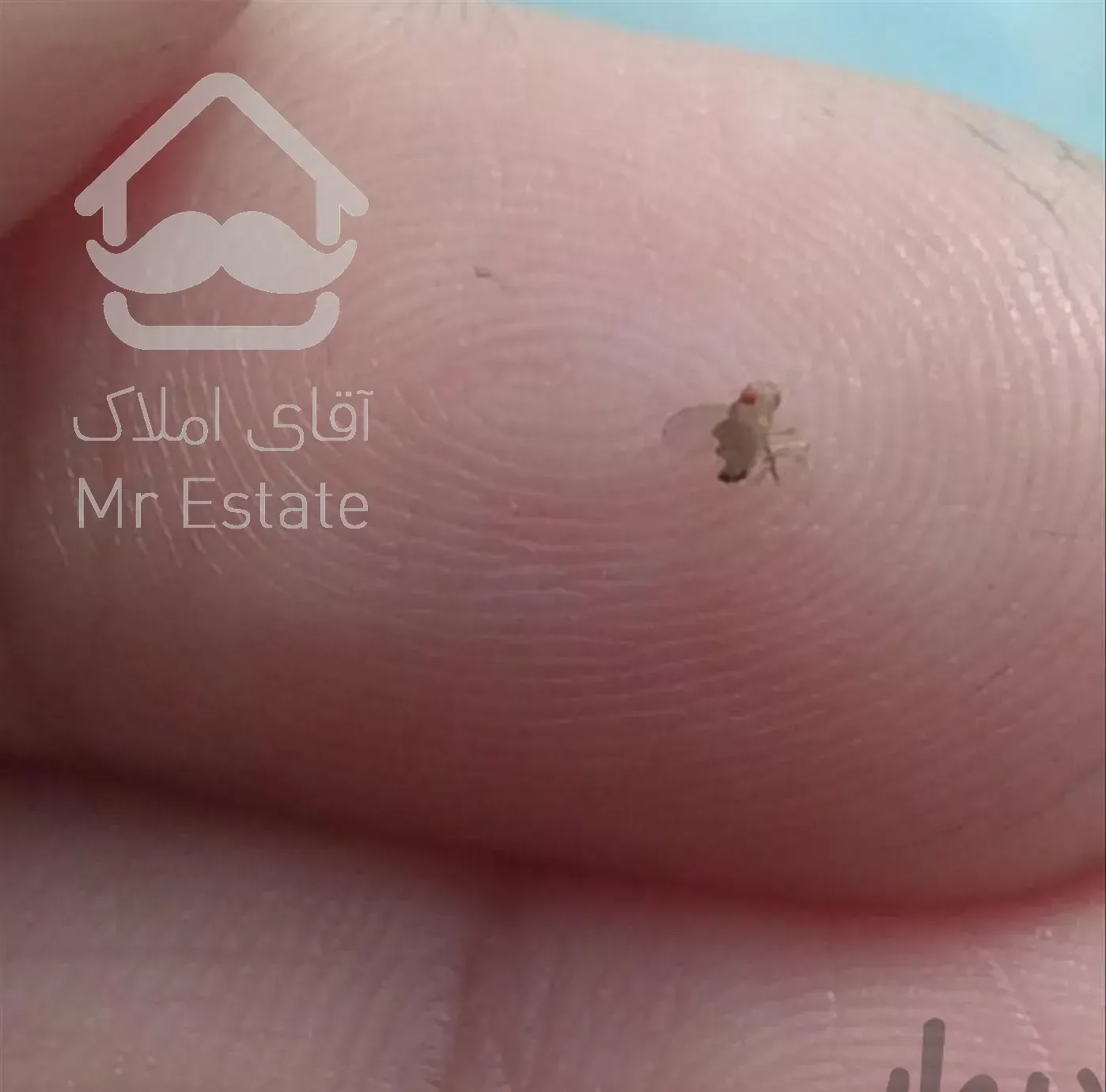 سمپاشی سوسک موش ساس کنه همه تهران و شهرری(سم پاشی)