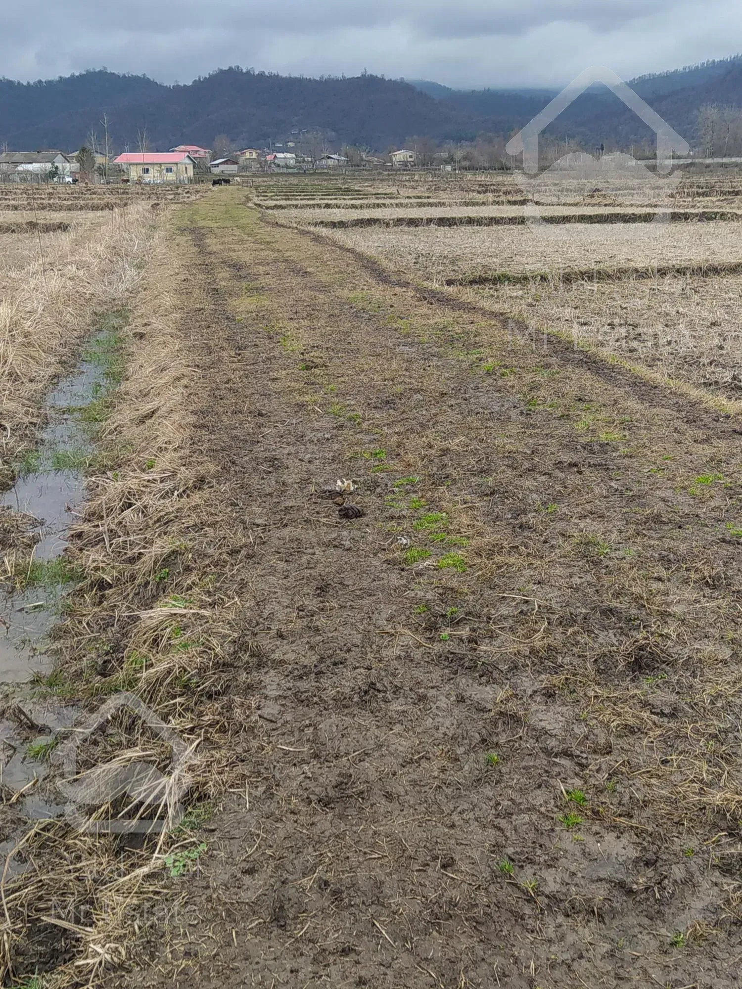 زمین مزروعی مناسب سرمایه گذاری