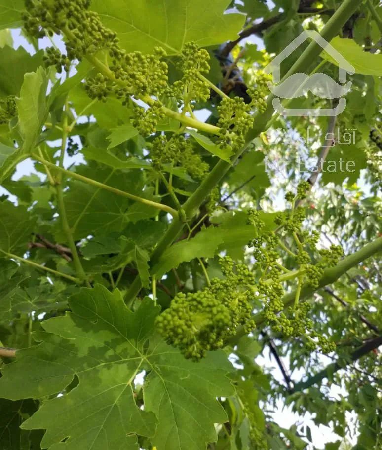 باغ ویلا ۲۸۰۰ متری  منطقه کردان آغشت