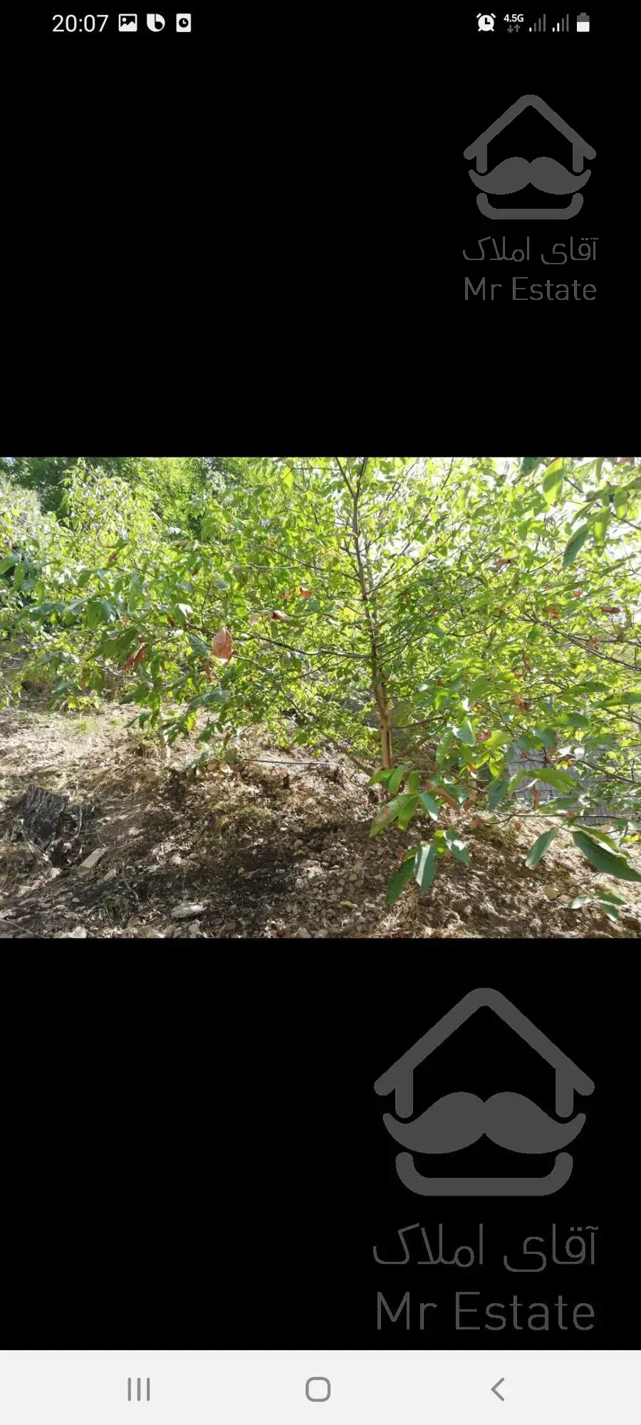 باغ گردو در روستای امیری آمل