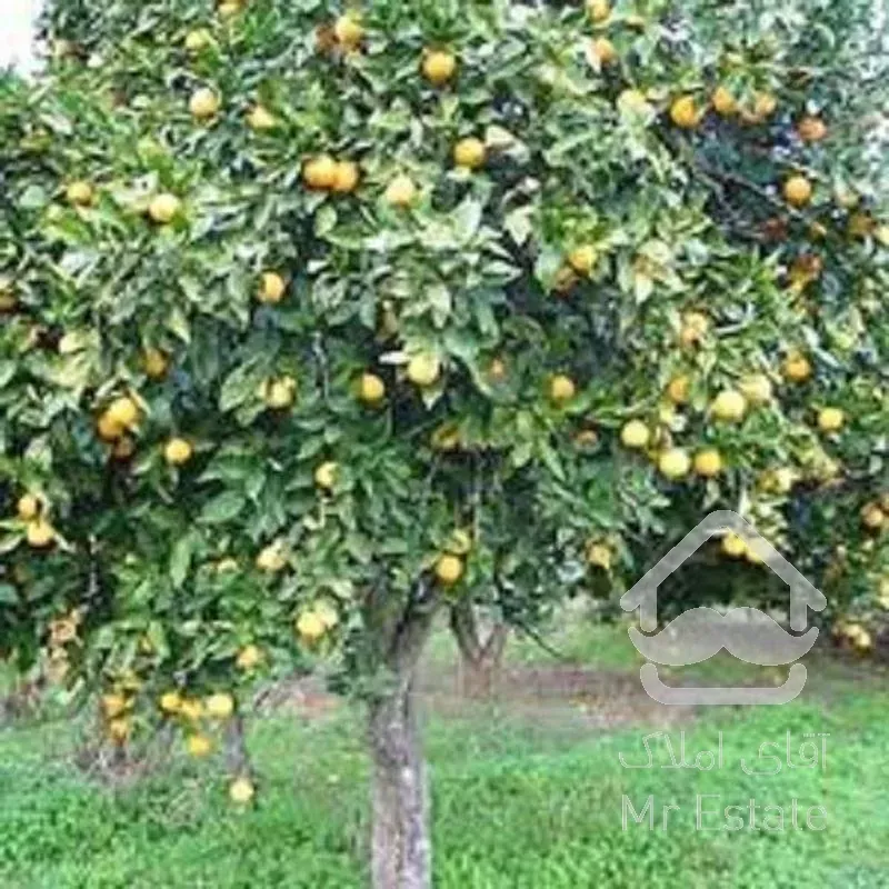 باغ پرتقال 2500متر-شیرود