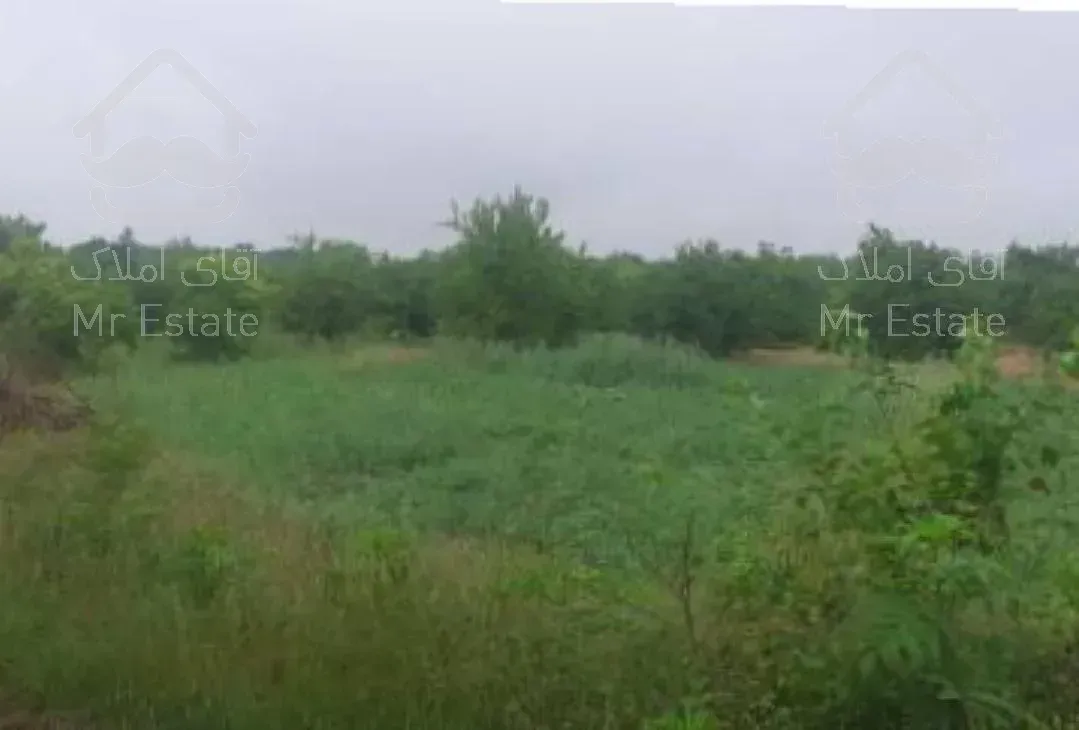 ۲۵۰ متر زمین باغی در جاده نظامی قائمشهر