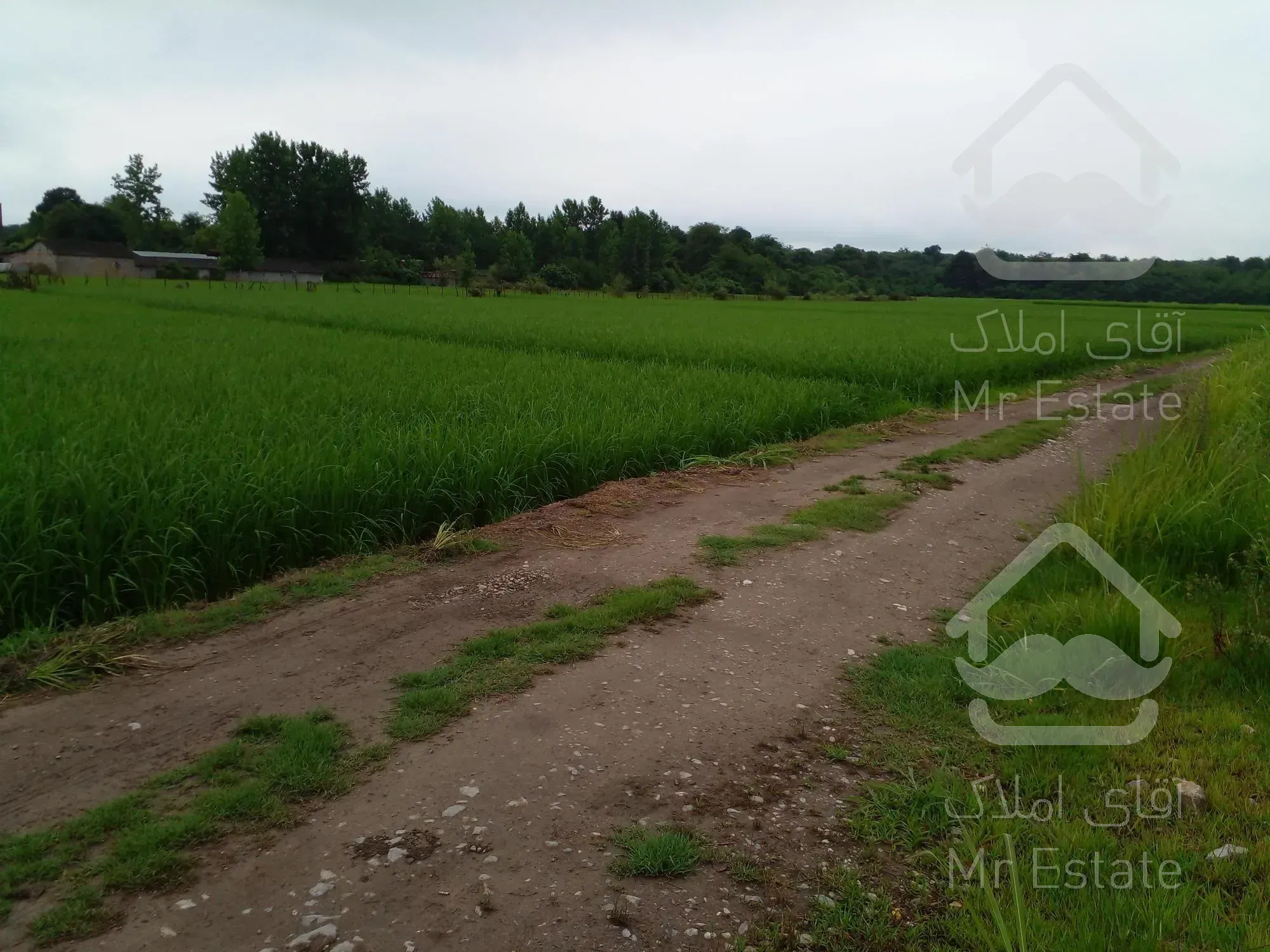 زمین نزدیک به جنگل