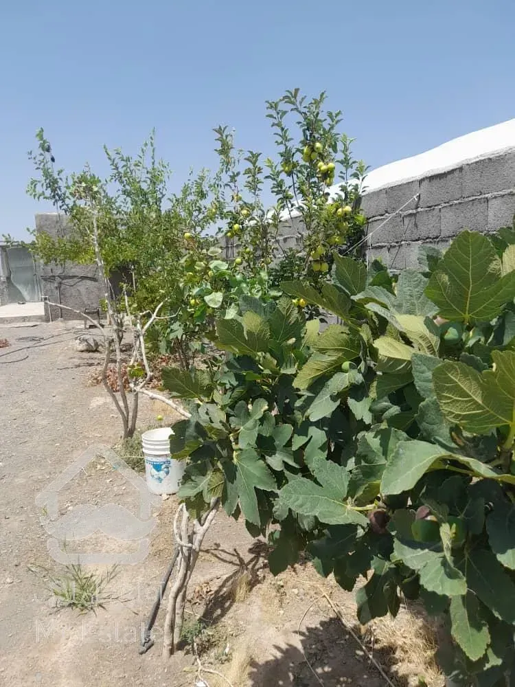 مجتمع گلخانه ای/ سلفچگان/ تک برگ