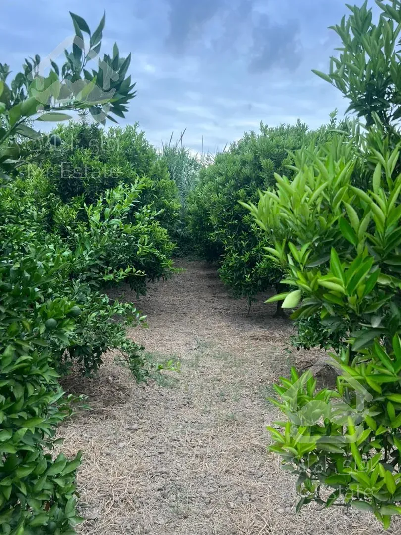 فروش باغ مرکبات/ ۱۶۰۰ متر/ قائمشهر/ سرمایه‌گذاری موفق