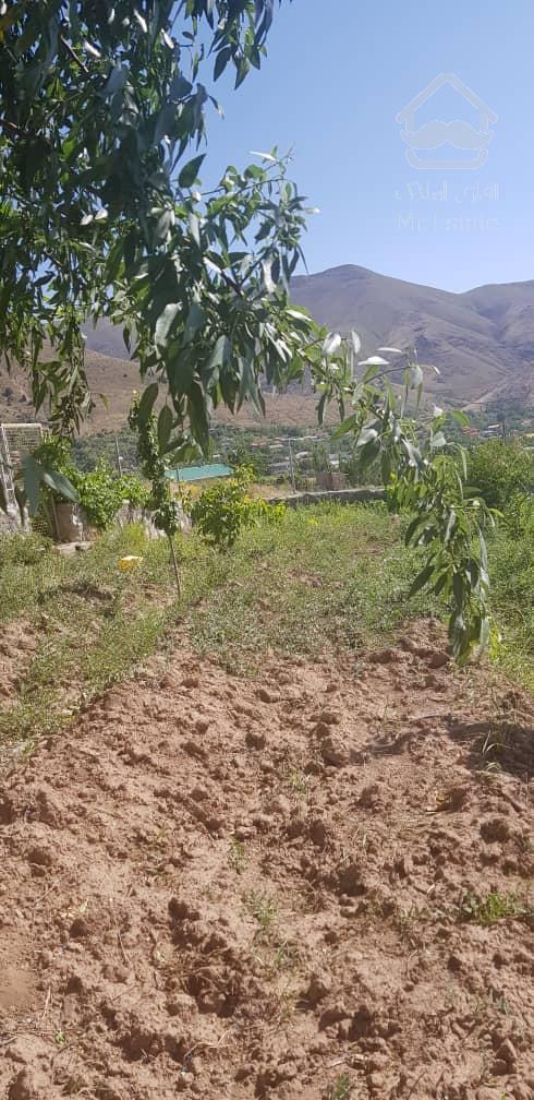 فروش باغ محصور شده با درختان مثمر در مسیر طالقان (روستای صمغ آباد)