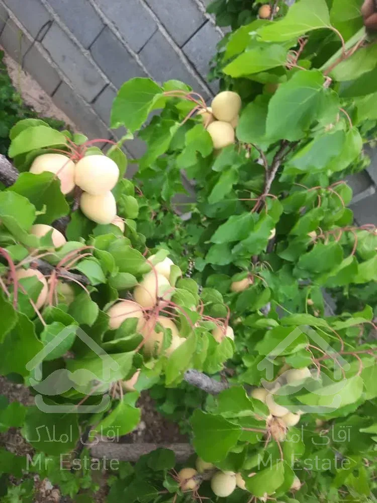 تهاتر ویلا باغ با آپارتمان در ساوه و پرند