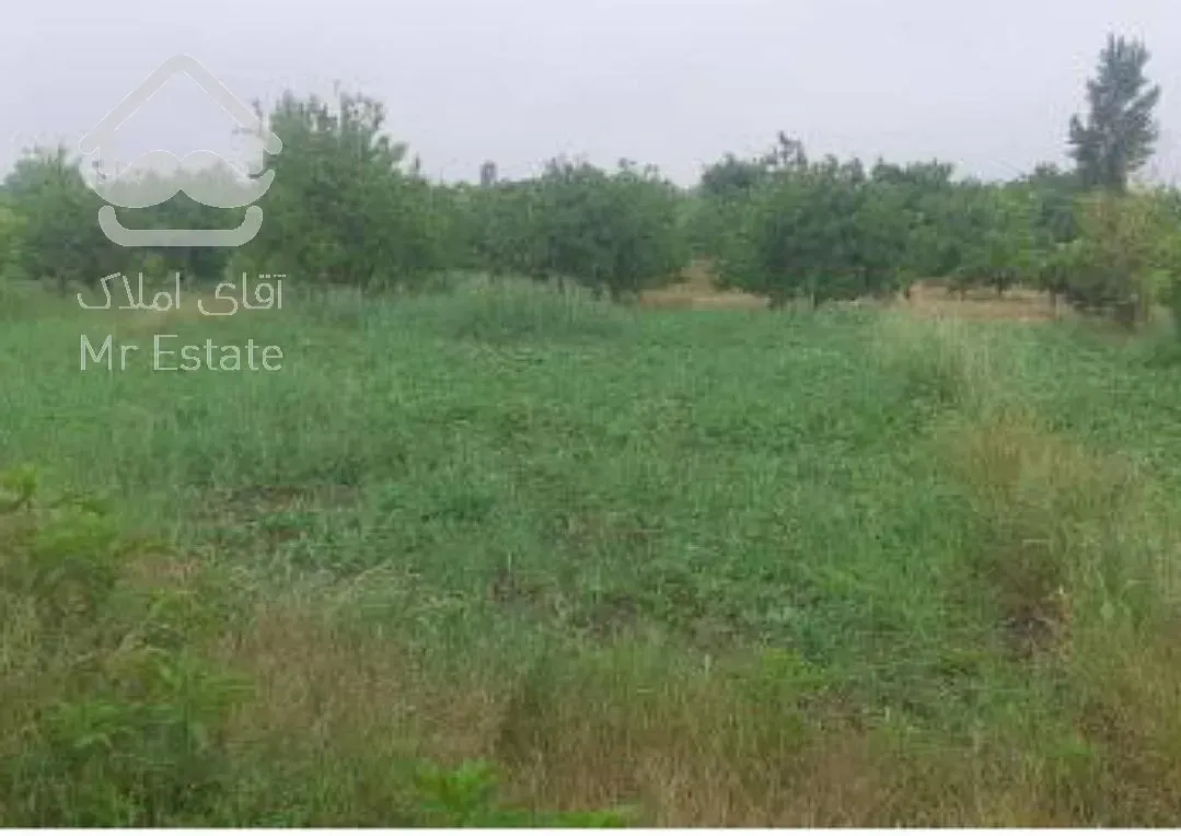 ۲۵۰ متر زمین باغی در جاده نظامی قائمشهر