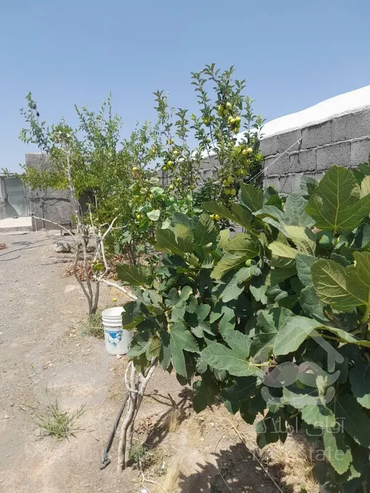 گلخانه ۵۰۰۰ متری/ سند تک برگ