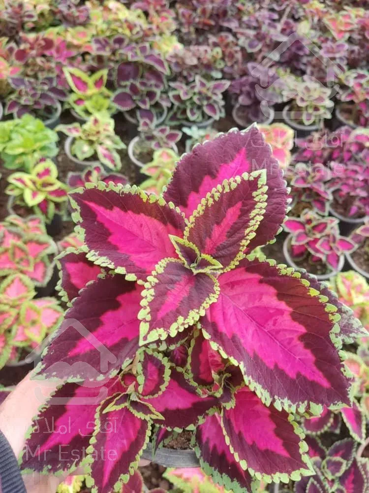 متقاضی خرید گلخونه در شمال کشور