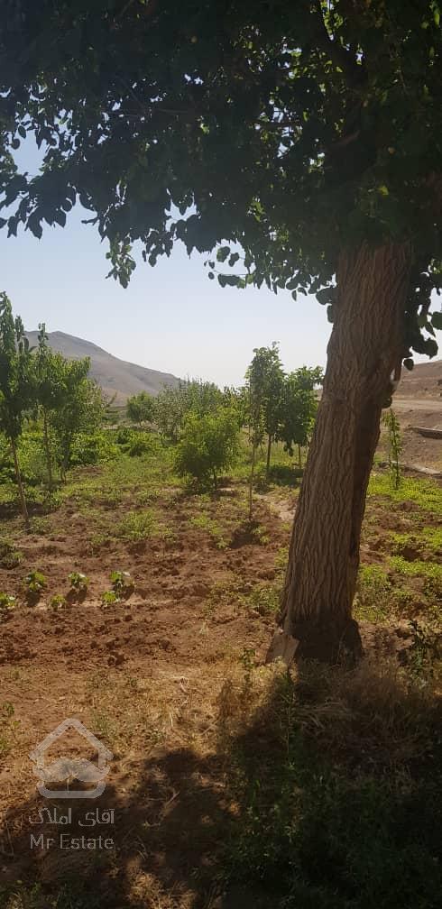 فروش باغ محصور شده با درختان مثمر در مسیر طالقان (روستای صمغ آباد)