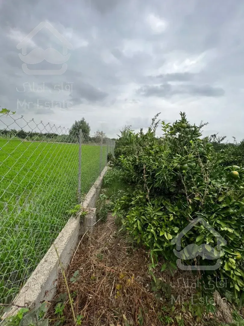 فروش باغ مرکبات/ ۱۶۰۰ متر/ قائمشهر/ سرمایه‌گذاری موفق