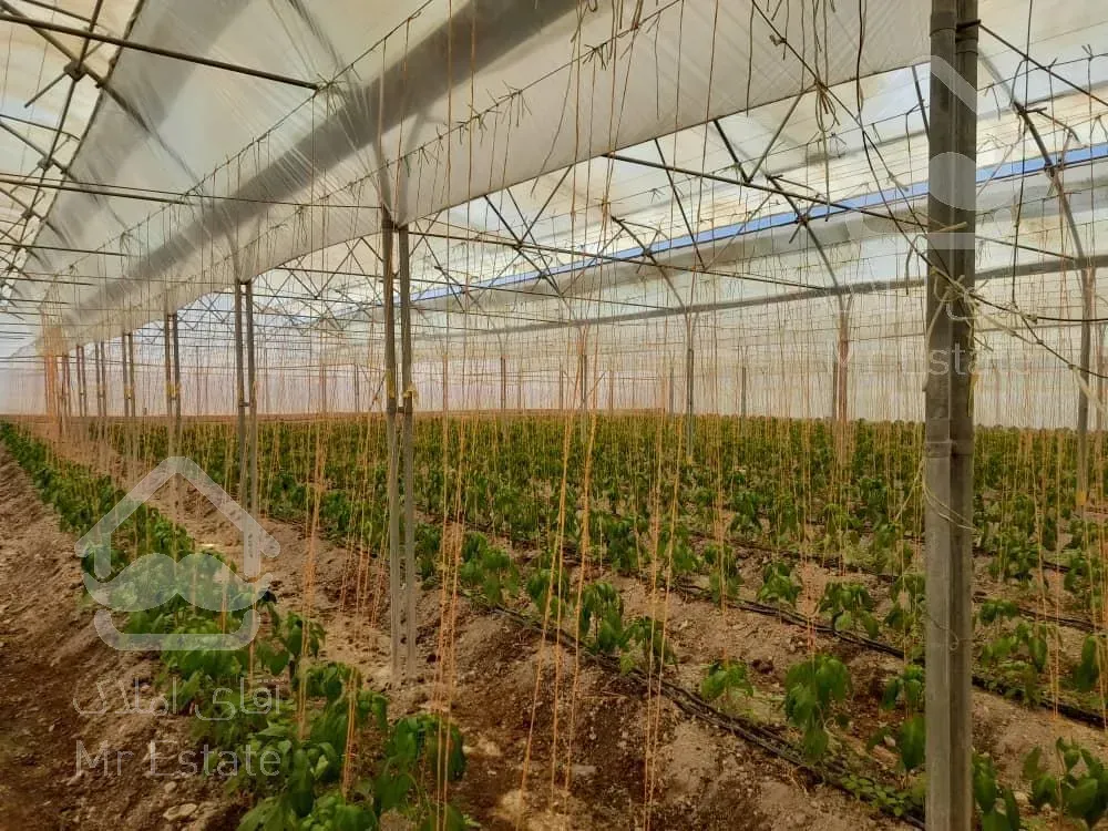 مجتمع گلخانه ای/ سلفچگان/ تک برگ