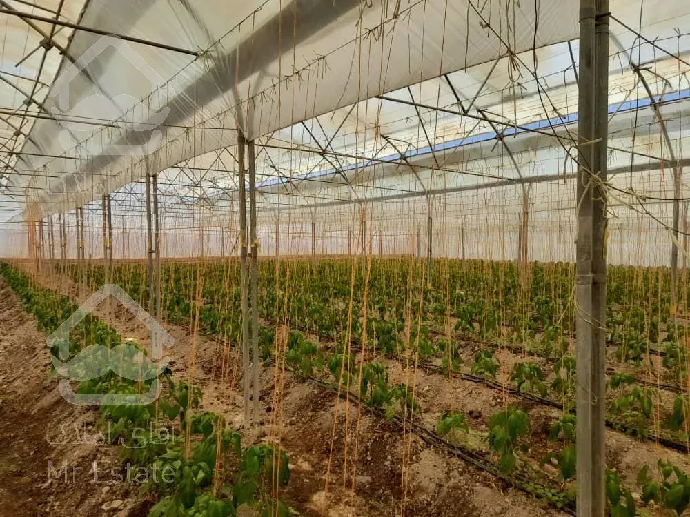 گلخانه ۵۰۰۰ متری/ سند تک برگ