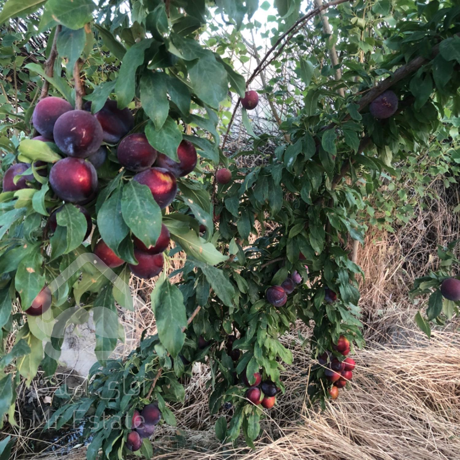 باغچه ۷۸۰ متری در گلدسته، خیابان سلامت