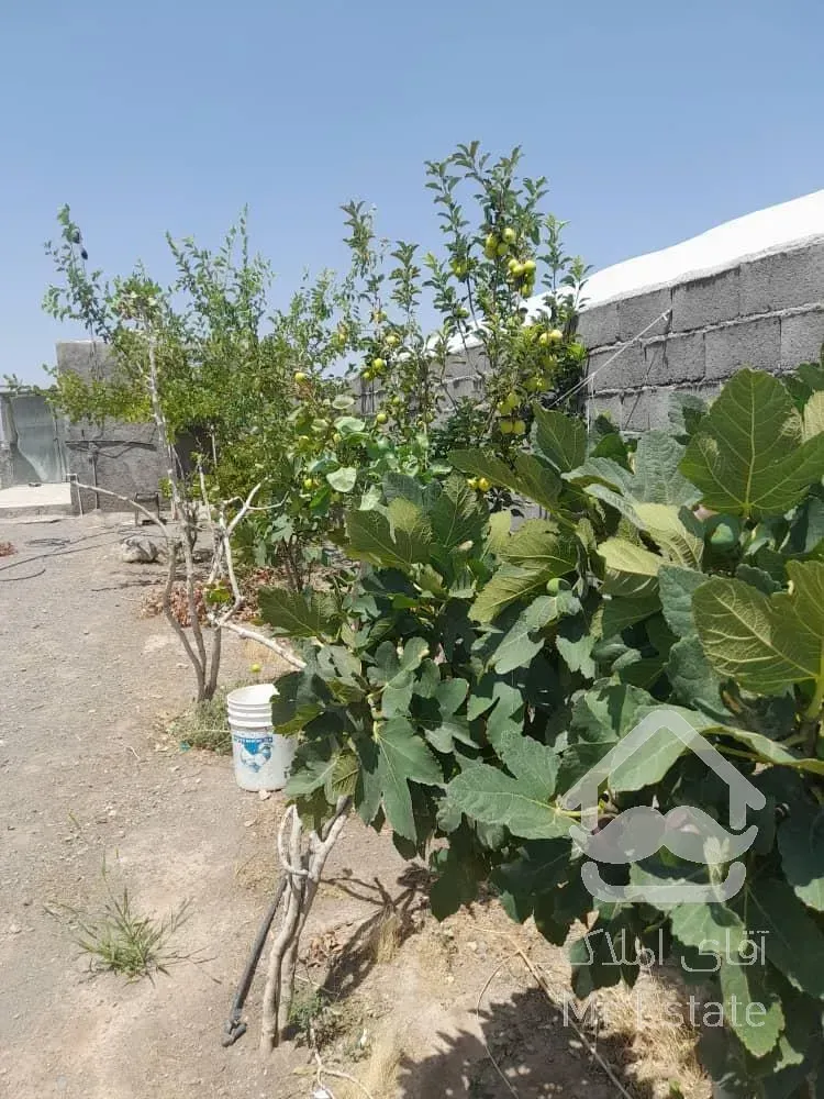 مجتمع گلخانه ای/ سلفچگان/ تک برگ